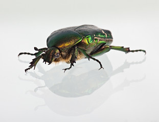 Cetonia aurata on a mirror