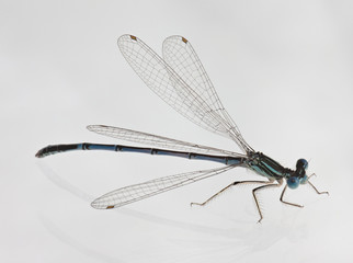 Dragonfly on white