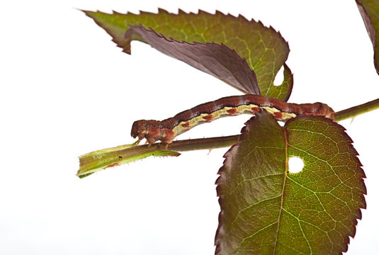 Big caterpillar on a green leaf