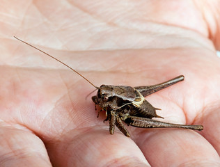 Locust