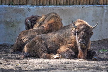 Fototapeta premium European bison