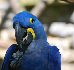Hyacinth Macaw