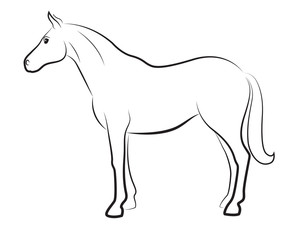 Horse isolated on white