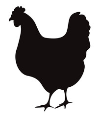 Hen silhouette isolated on white - 48243970