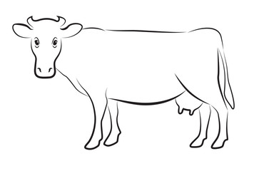 Cow  isolated on white