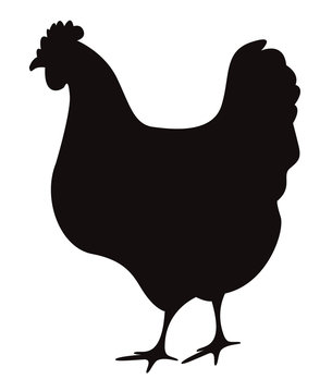 Hen silhouette isolated on white
