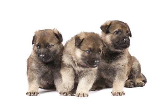 sheepdog`s puppies isolated over white background