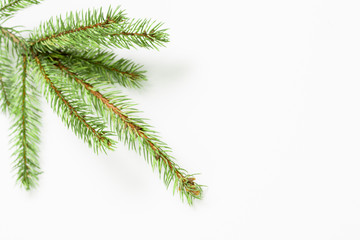 Obraz premium Christmas Tree Branch