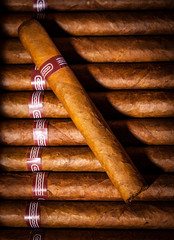 Cigars in humidor