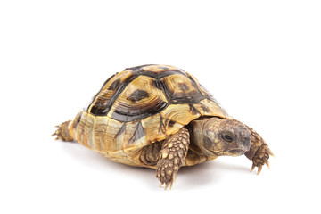 Turtle isolated on white background