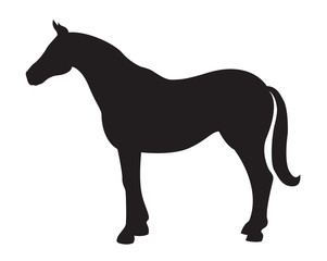 Horse silhouette isolated on white