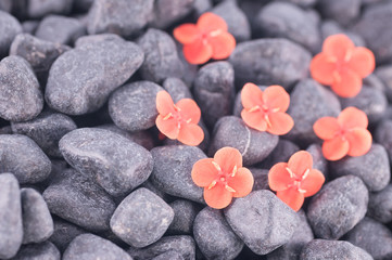 Fototapeta na wymiar Pomarańczowe kwiaty Ixora na czarnym tle zen kamienie