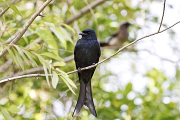 Obraz premium Bronzed Drongo,Dicrurus aeneus
