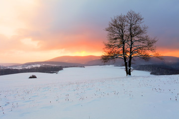 Winter landscape in snow nature with sun and tree