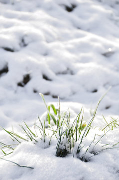 snow
