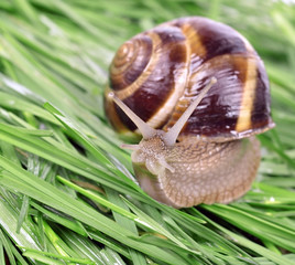 Garden snail (Helix aspersa)