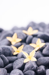 Fototapeta na wymiar ¯ółte kwiaty na czarnym Ixora zen kamienie z bliska