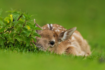 Young Fallow Deer