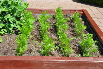 Hochbeet mit Gemüse