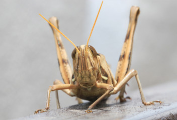 Brown grasshopper,macro close up.