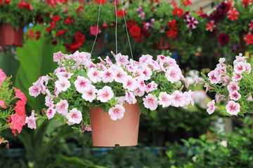 Flower in flowerpot,garden background