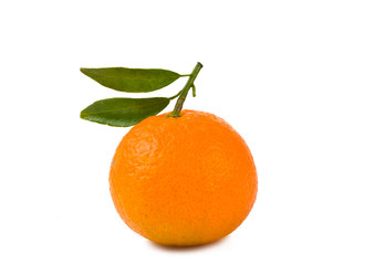 tangerines isolated