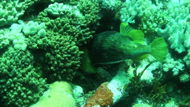 5 clip giant toad fish