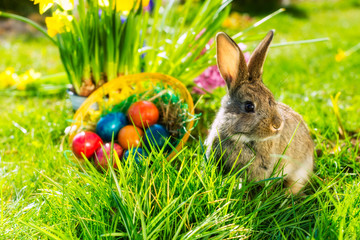 Easter bunny on meadow with basket and eggs