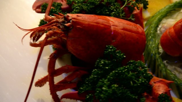 Homarus gammarus Homar europejski