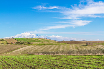 Fototapeta premium green field and blue sky