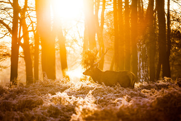Red deer in morning sun