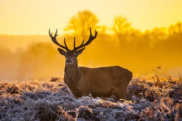 Foto auf Acrylglas Hirsch Rotwild in der Morgensonne