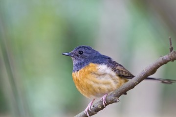 female White-rumped Shama,Copsychus malabaricus