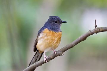 female White-rumped Shama,Copsychus malabaricus