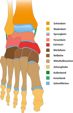 Sprunggelenk und Fu&szlig; - Aufsicht
