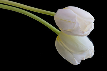 Tulipe blanche sur fond noir