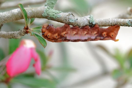 Hawk butterfly caterpillar