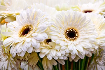 Rideaux tamisants Gerbera Bouquet de gerberas blancs.