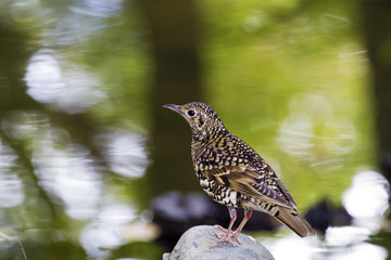 Obraz premium White's Scaly Thrush,Zoothera dauma