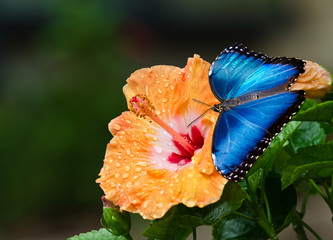 Blue Morpho butterfly on yellow hibiscus flower