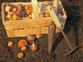 plantation de bulbes et de pensées