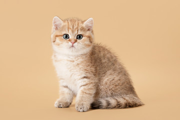 small golden british kitten on light brown background