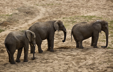 elephants (Loxodonta africana) © Radoslaw Maciejewski