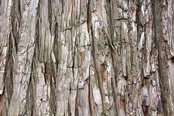 Fototapeta premium Detail of trunk of pine tree