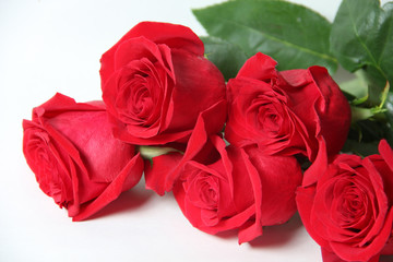 The red rose is a white background