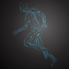 Obraz na płótnie Canvas Vector Illustration of Human Muscle Anatomy