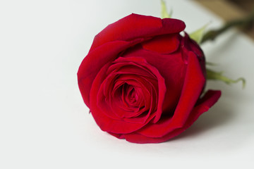 The red rose is a white background