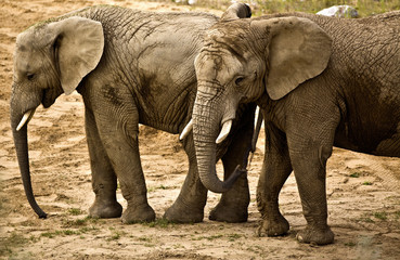 Fototapety  słonie (Loxodonta africana)