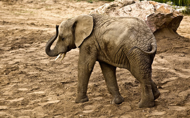 elephant (Loxodonta africana) - obrazy, fototapety, plakaty