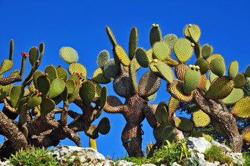 Eze, Costa Azzurra - il Giardino piante esotiche e dei cactus